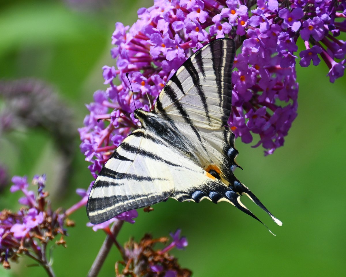 Frank Sengpiel 👨🏼🔬🧠🌵🦋🦉🦊🌺 (@cactusfranks) on Twitter photo Last day of our butterfly recce in Austria for <a href="/Mariposa_Nature/">Mariposa Nature Tours</a>: on our way to the airport we stopped at a service station, 4 hours later we were back in the car! Dryad, Scotch Argus, Map and Scarce Swallowtail - the Dryad was a lifer for me 😊 Last day of our butterfly recce in Austria for <a href="/Mariposa_Nature/">Mariposa Nature Tours</a>: on our way to the airport we stopped at a service station, 4 hours later we were back in the car! Dryad, Scotch Argus, Map and Scarce Swallowtail - the Dryad was a lifer for me 😊