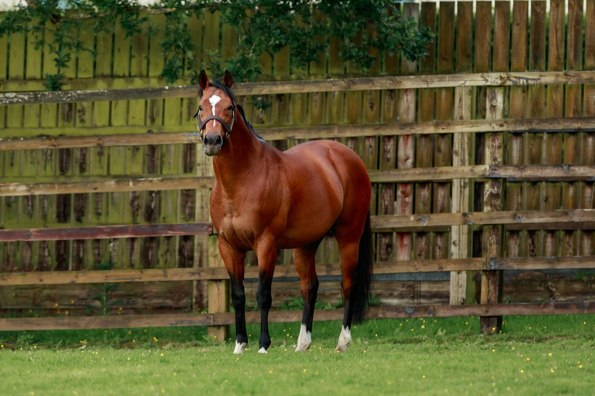 coolmorestud's tweet image. “the Coolmore stallion has added some real quality to his resume” - The Boyce Report, @bloodstocknews
Sire of 6 Stakes winners already this year including Gr.1 winner Calandagan, Gr.2 winner Arrow Eagle, and Gr.3 winners One Look & Galen, GLENEAGLES’ progeny continue to deliver…
