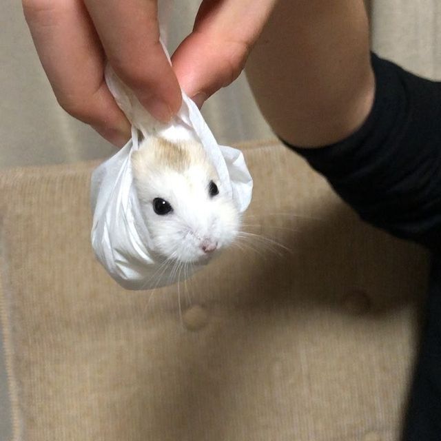 TweetsOfHamster's tweet photo. 🤏 https://t.co/as20dQq2E3