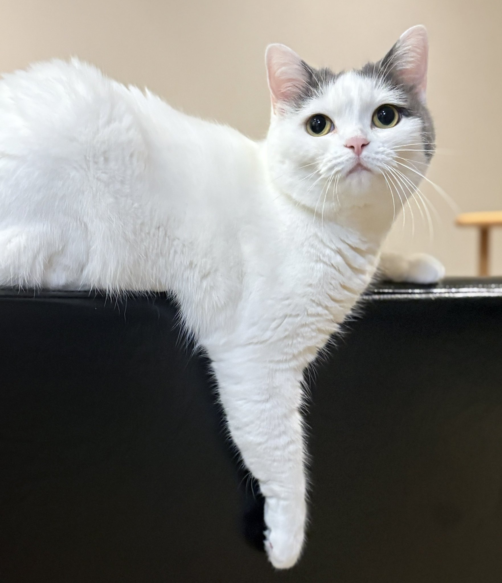 ねこさん ねこさん⚡(ΦωΦ) on X: 