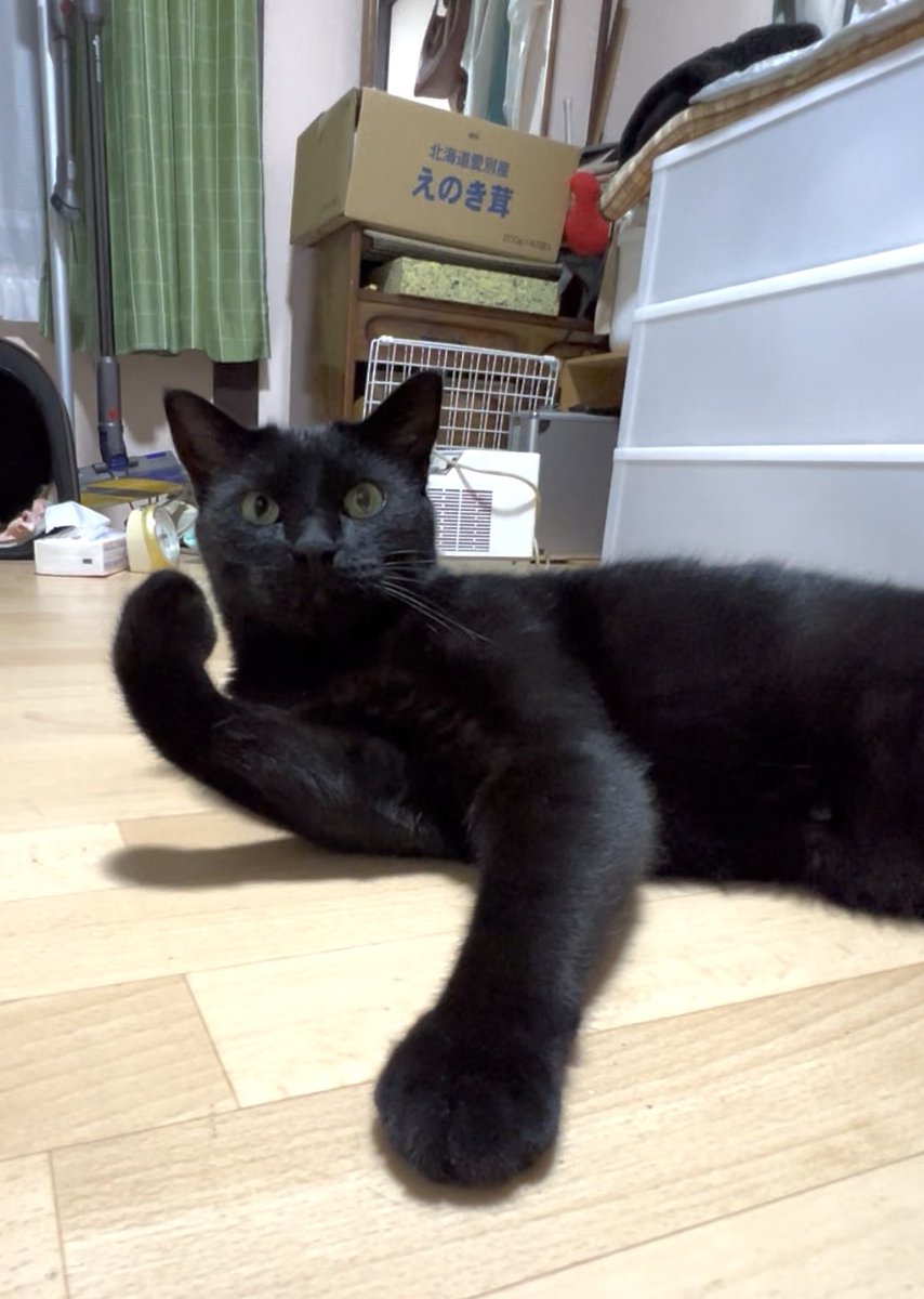 KuloxCha's tweet image. 明日は最高気温、24℃の予報だよ
ガッツポーズの俺✨🐈‍⬛