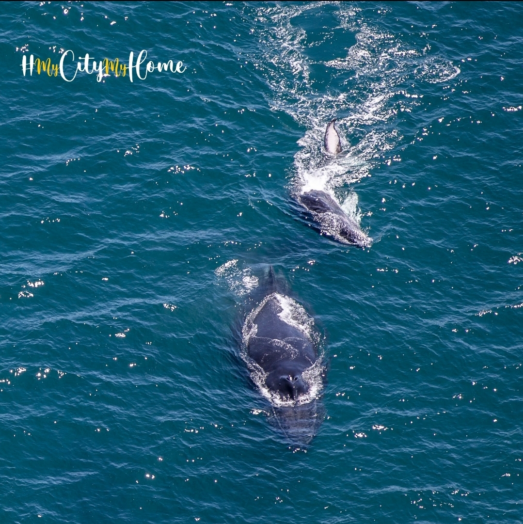 eThekwiniM's tweet image. From June to November, catch the breath-taking sight of Humpback Whales along the south coast. Visit zurl.co/tq7eQ to book your unforgettable whale watching experience with Sodurba Tourism and witness nature’s giants up close. A must-see adventure for ocean lovers and…