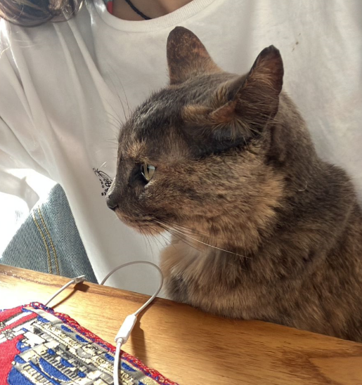 mpulp_'s tweet photo. @migatodinamita @Revistadegatos gatita arrimada con apego https://t.co/ewugVUQ7Et