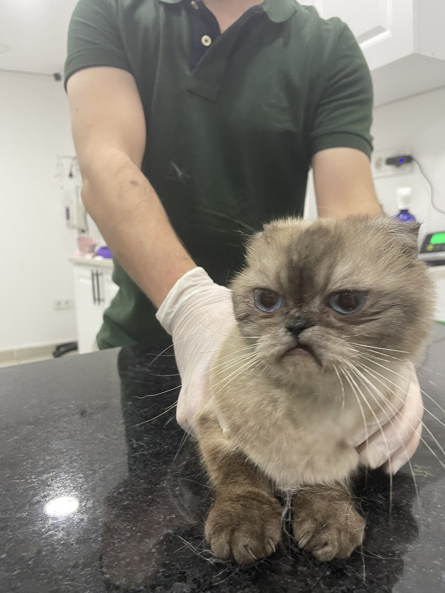 Merhabalar evden atılıp zor şartlarda üretilen sokakta bile istenmeyen çocuğumuza yuva arıyoruz. Dişi kısır iki yaşında. Hayatı boyunca ondan vazgeçmeyecek, penceresinde balkonunda tel olan ömürlük yuva arıyoruz. İstanbul. İletişim ben. Lütfen kendinizi tanıtan bir mesaj atınız.