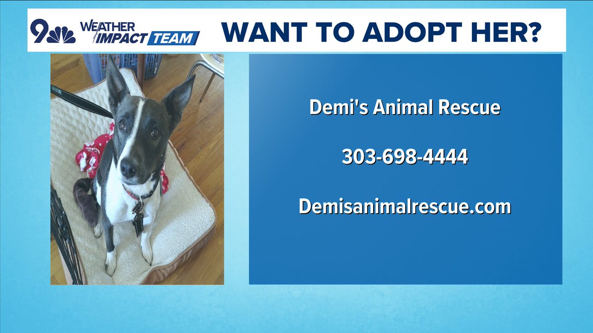 BianchiWeather's tweet image. Today's furcast comes from Sheba, a 5-year-old female mix who loves kids and is available for adoption! It'll be nice and cool this morning before a toasty afternoon, with a few isolated storms.
Sheba is available for adoption from Demi's Animal Rescue - info below!
#COwx