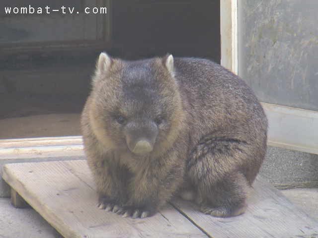 lucywombat5's tweet image. 今日のポイントは、
揃えたおててと左足〜。
2018/7
#ウォンバット    #五月山動物園