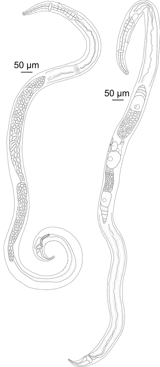 ZooKeys_Journal's tweet image. Two new marine nematode species of the genus Sabatieria and a new record of Hopperia are described from the Southern Ocean using morphological and molecular data. 

Learn more here: doi.org/10.3897/zookey…