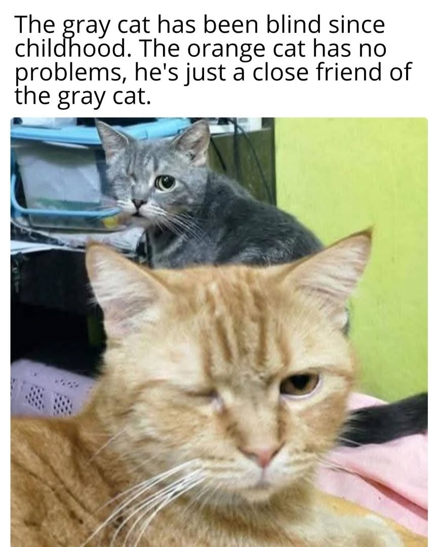We don't deserve cats 😺 (@catsareblessing) on Twitter photo 