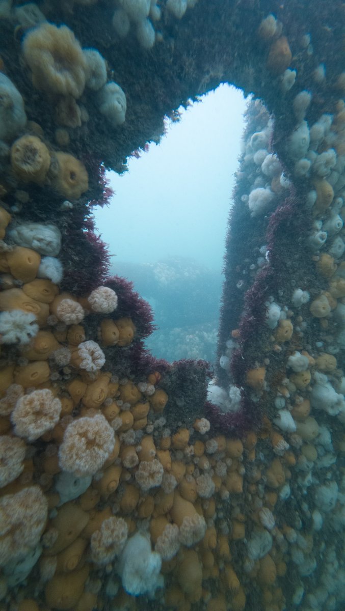 Ipswich Scuba tweet media