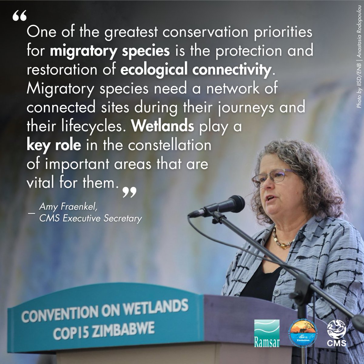 Convention on Migratory Species (CMS) (@bonnconvention) on Twitter photo The <a href="/RamsarConv/">Convention on Wetlands</a>'s #COP15Zimbabwe kicked off yesterday and CMS Executive Secretary Amy Fraenkel took part in the first day’s events. 🇿🇼
She delivered remarks during the Opening Ceremony, highlighting the importance of wetlands for migratory species and ecological connectivity. The <a href="/RamsarConv/">Convention on Wetlands</a>'s #COP15Zimbabwe kicked off yesterday and CMS Executive Secretary Amy Fraenkel took part in the first day’s events. 🇿🇼
She delivered remarks during the Opening Ceremony, highlighting the importance of wetlands for migratory species and ecological connectivity.