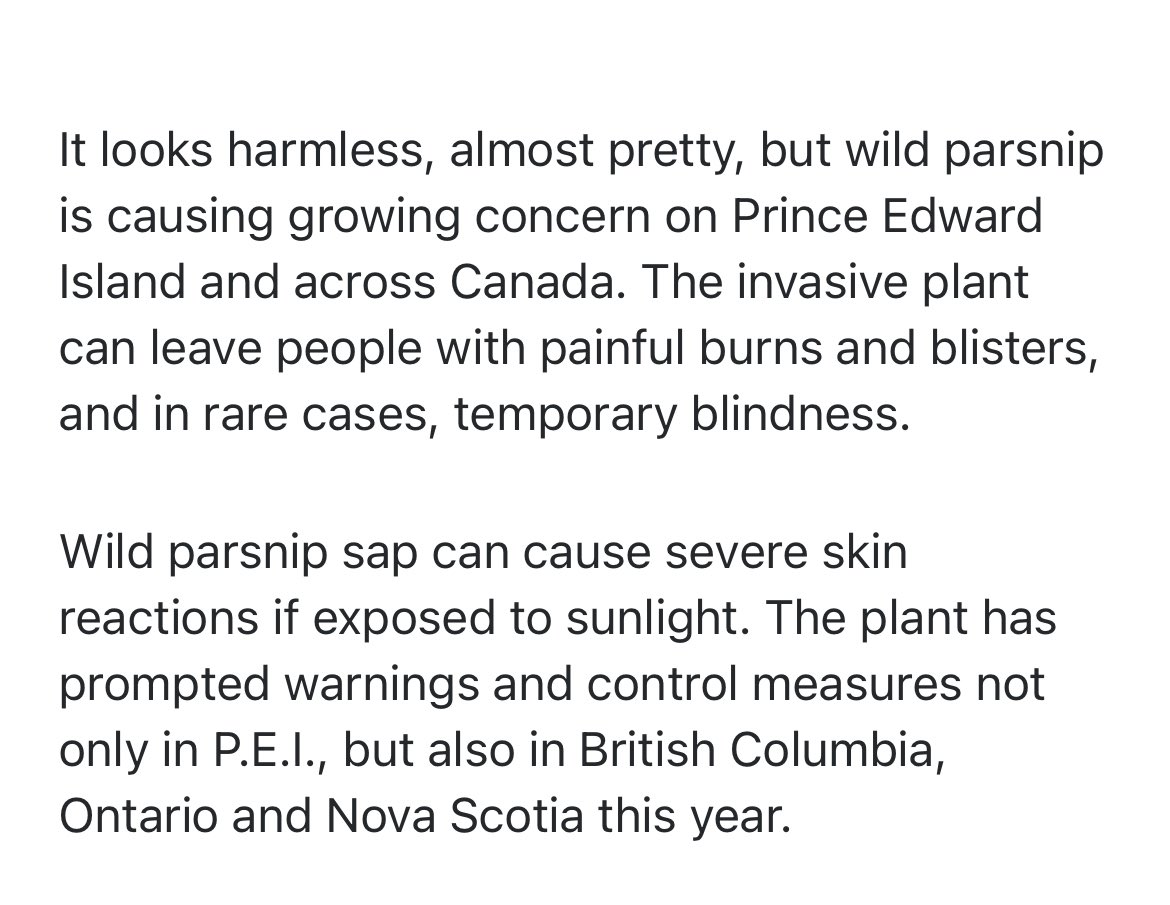 NickAnderegg's tweet image. Well that’s a fun little nightmare.
‘“If you got boiling water poured on your skin, it would have a similar appearance to that,” said Chase Guindon, the P.E.I. Invasive Species Council’s coordinator.’
Be on the lookout, I guess