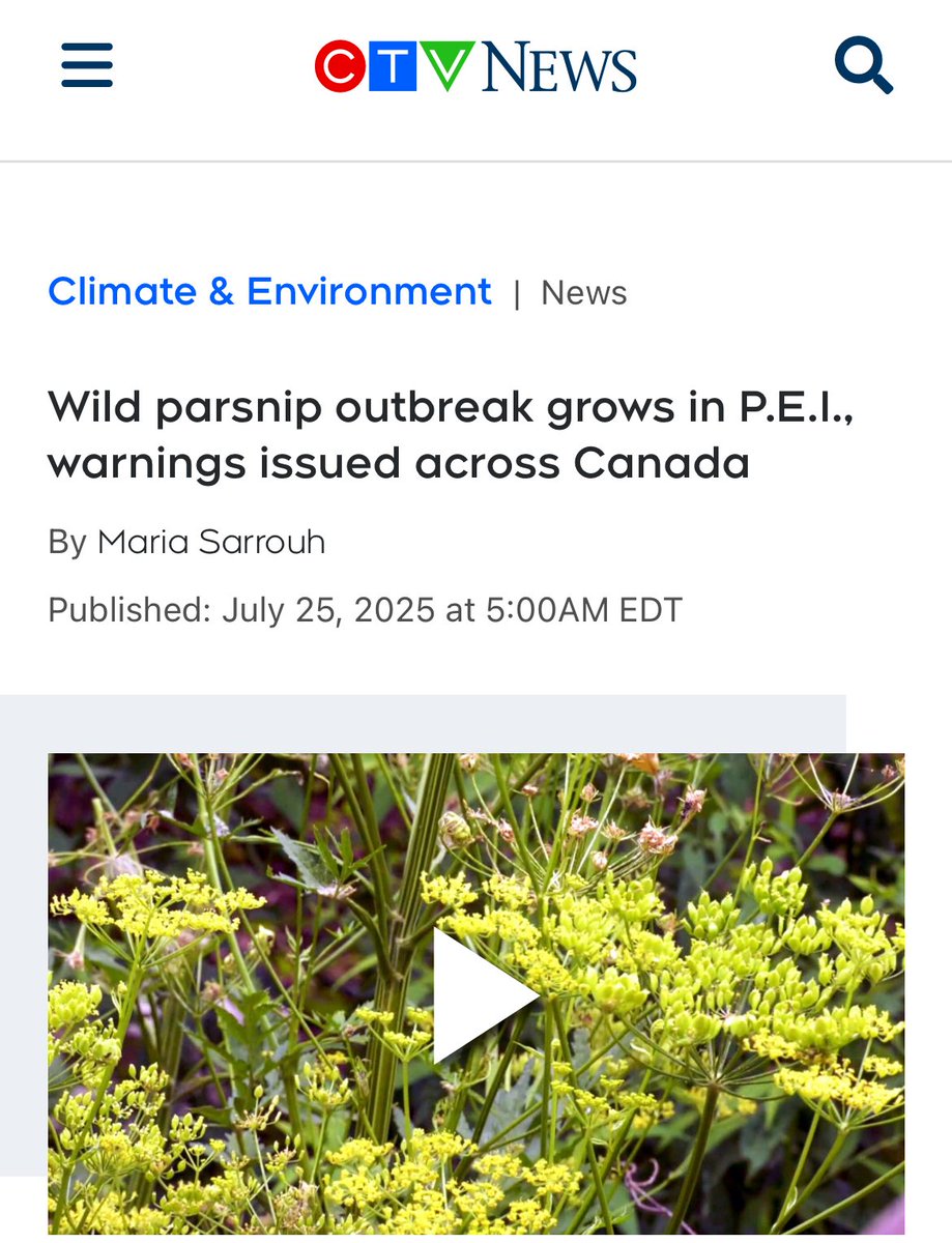 NickAnderegg's tweet image. Well that’s a fun little nightmare.
‘“If you got boiling water poured on your skin, it would have a similar appearance to that,” said Chase Guindon, the P.E.I. Invasive Species Council’s coordinator.’
Be on the lookout, I guess