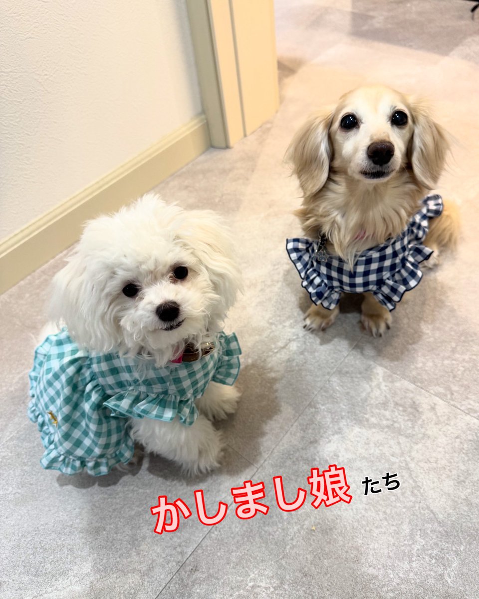 Kyoko (@hananinorion) on Twitter photo 