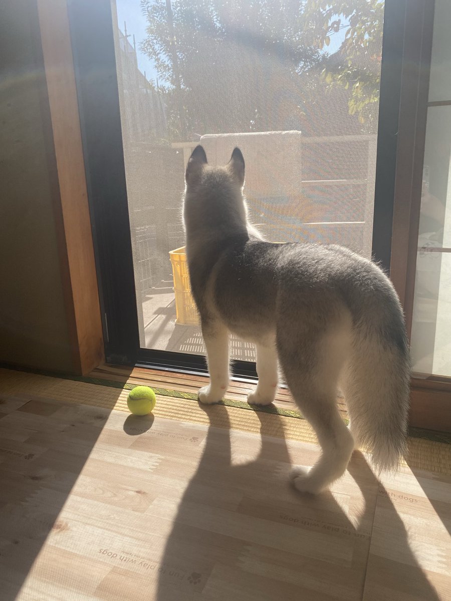 Loxy_husky's tweet photo. 子犬時代のうちの子全てが完成されすぎ���る https://t.co/0Ut4CReNx5