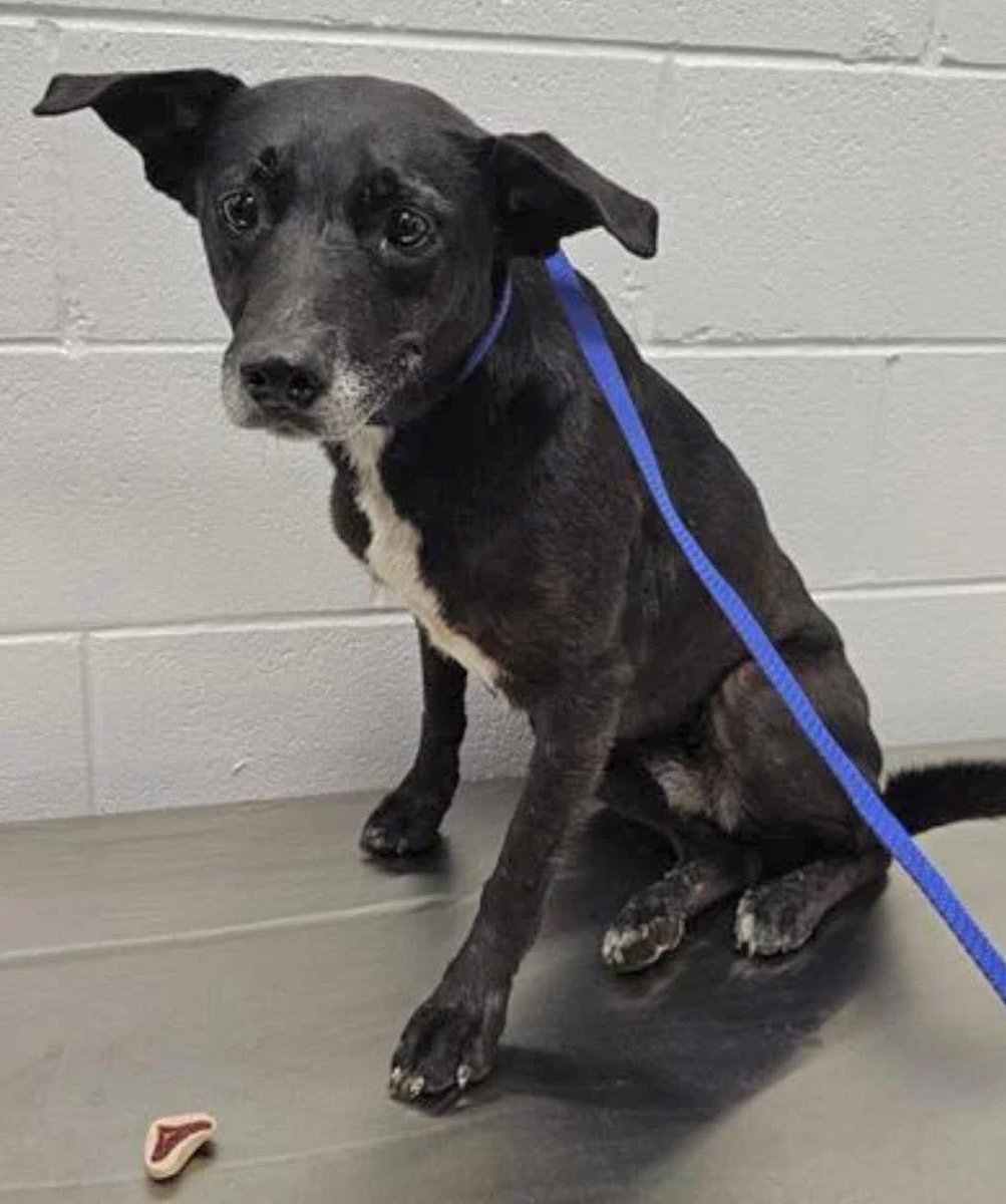 LisaBrabson's tweet photo. KAILUA #A382082 5yo
"Does anyone out there care about me at all 😭"
"I DON'T WANT TO DIE 💔 
TODAY COULD B MY LAST DAY  ON THIS 🌎
I will love u forever if u save me 
I love belly rubs &amp; life
If u give me a chance u won't regret it 

PLZ #ADOPT #FOSTER OR #PLEDGE FOR RESCUE 
#TX https://t.co/tGMAZbgazo