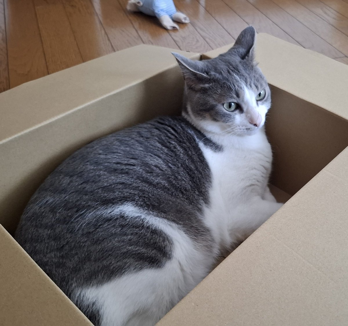 ssk_ktk828's tweet image. 今日はブタメンを食べました。おいしかったです。
