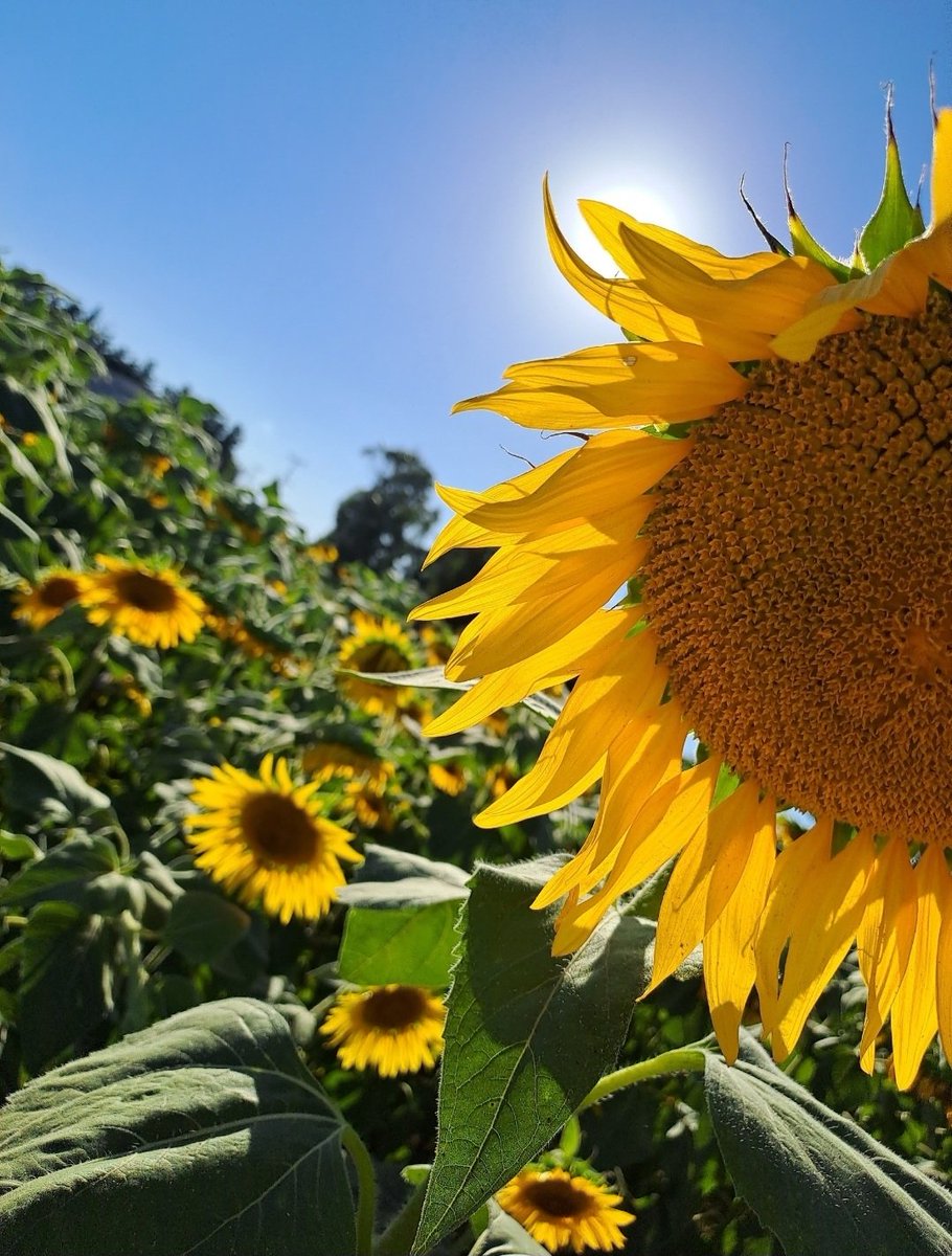 Bir yanım hep sana dönük ✨️