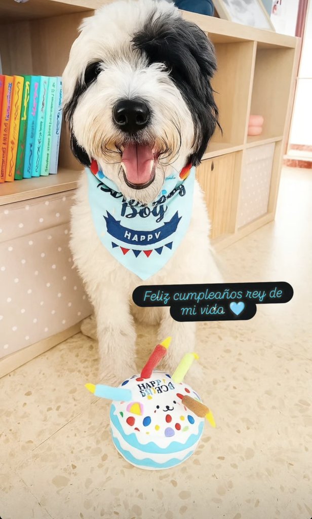 Hoy cumple 3 años mi cachorro pipolingo, para todos los que ya lo conocéis y lleváis tiempo sin verlo 💙