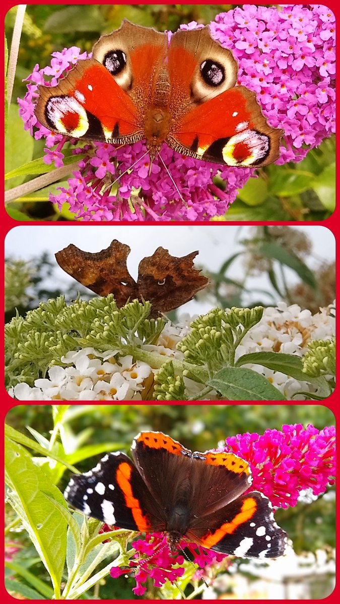 s4r4h_l's tweet image. It's a #butterfly day! 馃ぉ馃槏馃帀馃 snapshot of my garden this morning, feeding 3 peacock, 6 red admiral, a comma, a speckled wood and numerous whites. Love it! 馃挌 @savebutterflies #Lancashire #vitaminN.
