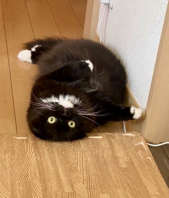 unagineko_una's tweet image. 今週も暑い中お疲れ様でした🫠
黒いアザラシ
#白黒猫 #猫のいる暮らし #猫