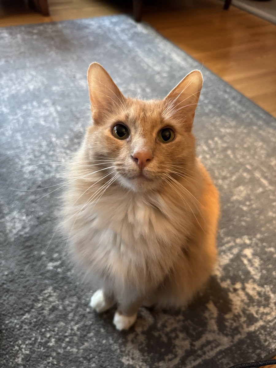 fredandsmoke's tweet image. Freddie Friday 🧡🧡🧡
Age: 3
Breed: Orange
Nicknames: Fred, Fred Boo, Frederick, Frederick Boo, Boo Boo, Baby Demon