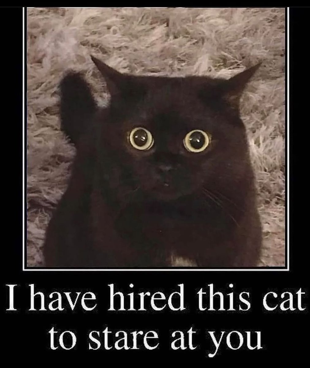 We don't deserve cats 😺 (@catsareblessing) on Twitter photo 