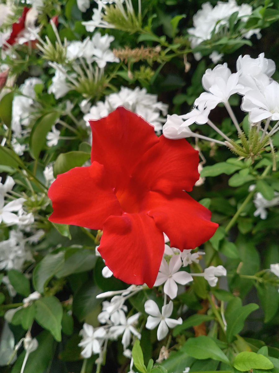 HelenaFACTome's tweet image. My flowers, this year