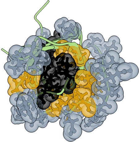 Biotech_Spain's tweet image. .@CRGenomica One billion-year-old rules of protein stability revealed biotech-spain.com/en/articles/on…