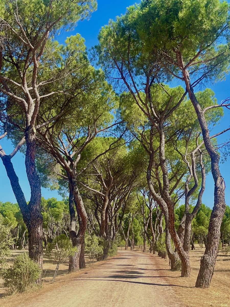 Paseíto mañanero por la Casa de Campo