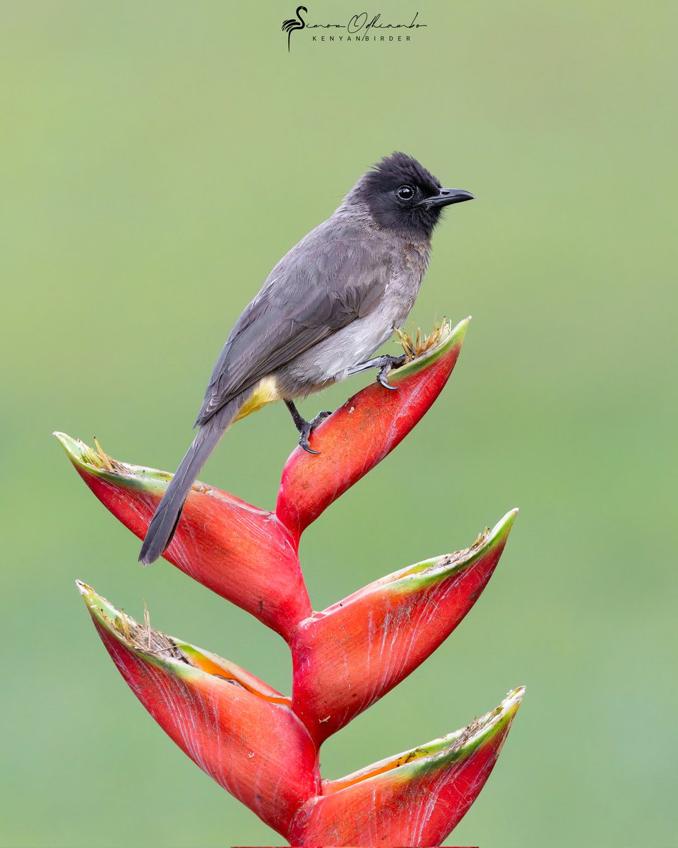 Kenyabirder's tweet image. Common Bulbul in Murang&apos;a
