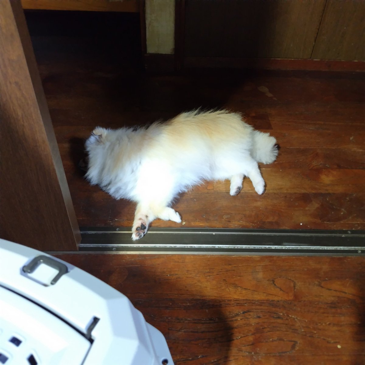 pome_sisters's tweet photo. 帰って来て行き倒れて寝ている陽鞠🐶💤
お留守番を頑張った胡桃とふたりで散歩に行ったら、めっちゃルンルン歩いてた🥰(普段は飼い主とポメ姉妹で行ってるので)

#ポメラニアン
#犬のいる暮らし 
#おつかれさま https://t.co/tuZOvBNAyj