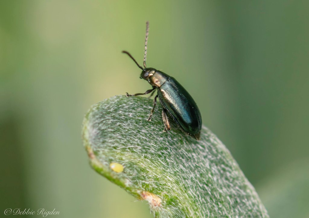RigdenDebbie's tweet photo. Flea Beetle πͺ² seen in my garden, around 2-2.5mm
#fleabeetle #Beetle #insects #invertebrates #Entomology #nature #gardeninsects #macro https://t.co/qUr5Marqli