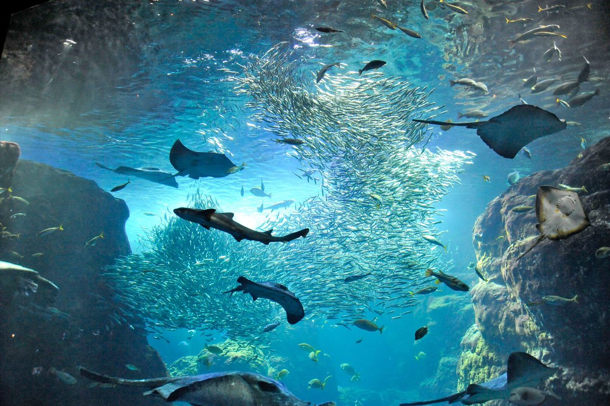 alterna_girls's tweet photo. そして生放送のかいじょうは「新江ノ島水族館」なのですよ！
オルタナのみんなにとっては、なんだかえんのあるばしょみたいなのですよ？|꒳°๑)
キャプテンのみんな、当日をおたのしみになのですよ！#オルガル2 #オルガル9周年 https://t.co/uD9POUtoya