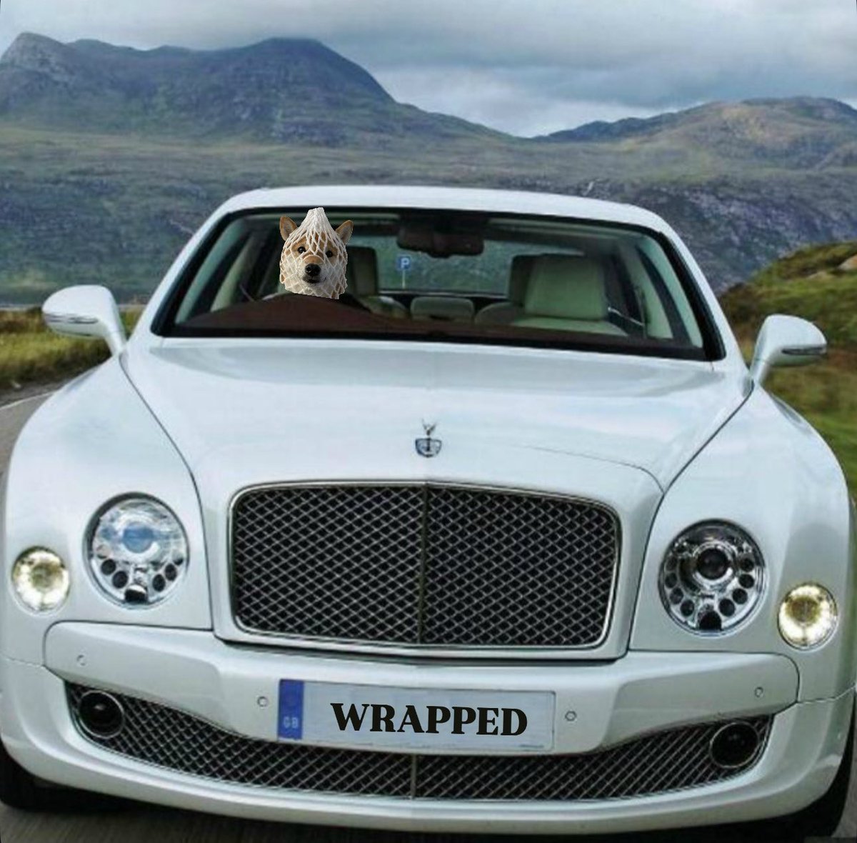 THE DOG STAYS WRAPPED $wDOG