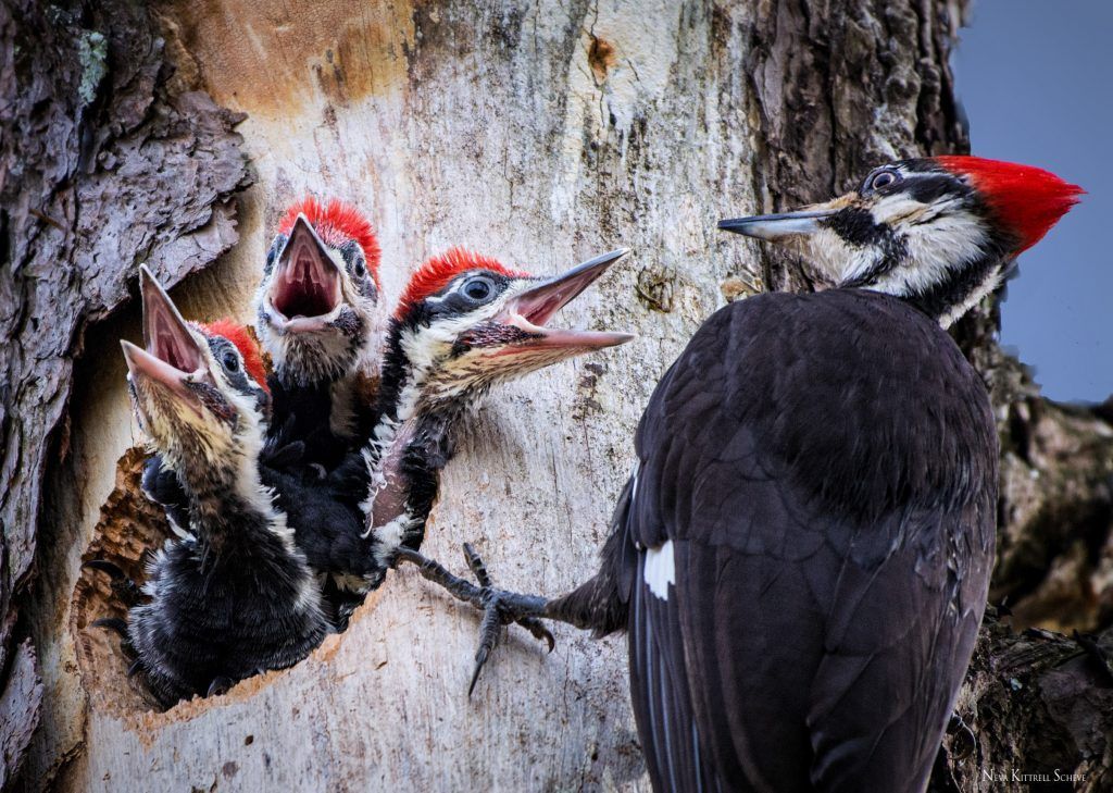 Pileated Woodpeckers are large and loud! These big birds nest in tree cavities and incubate eggs for 2-3 weeks, then brood young for another month. By mid-July, most are fledging the nest. Have you seen any recently-fledged Pileated Woodpeckers in your area?

📷: Neva Scheve