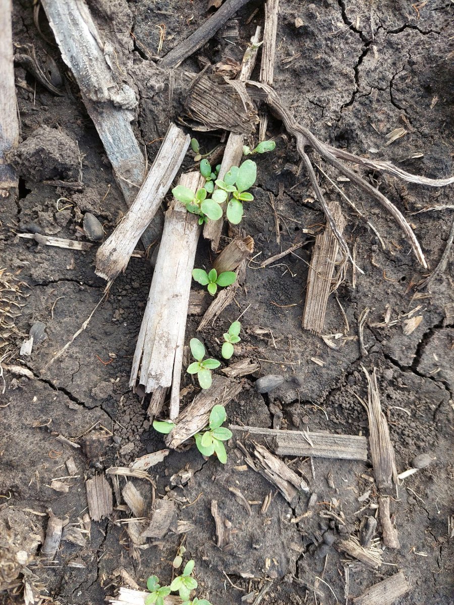 AapreMDQFangio's tweet photo. #UPA Trigo y Camelina, Ea. Santa Lucia @aapresid #juntossabemosmas #agriglobal
#ChayeHnos
#ckc
#horusbio
#illinoissemillas
@advantaseedsarg
@AgroSprayAR
@BASF_Agro_ARG
@bioceressemillas #biotrop
@BrevantSemillas
@CortevaARG
@credenz
@DONMARIOoficial
@fertiglobal
@FMCCorp https://t.co/xBFCqF5sTe