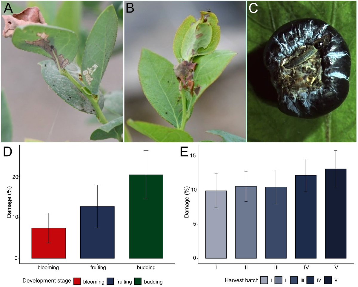 sci_plant's tweet image. An emerging Platynota sp. (Lepidoptera: Tortricidae) infesting blueberry (Vaccinium corymbosum) in the central coast of Peru
frontiersin.org/journals/insec…
♻️