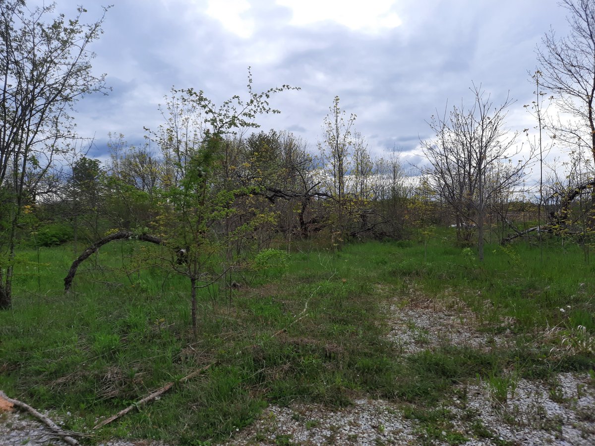 GreyAgServices's tweet image. This #ExperimentalAcres2025 project is using permaculture techniques to build biodiversity in an old apple orchard and rejuvenate the area from abandoned to productive. Stay tuned for more information on the apple guild&apos;s progress!