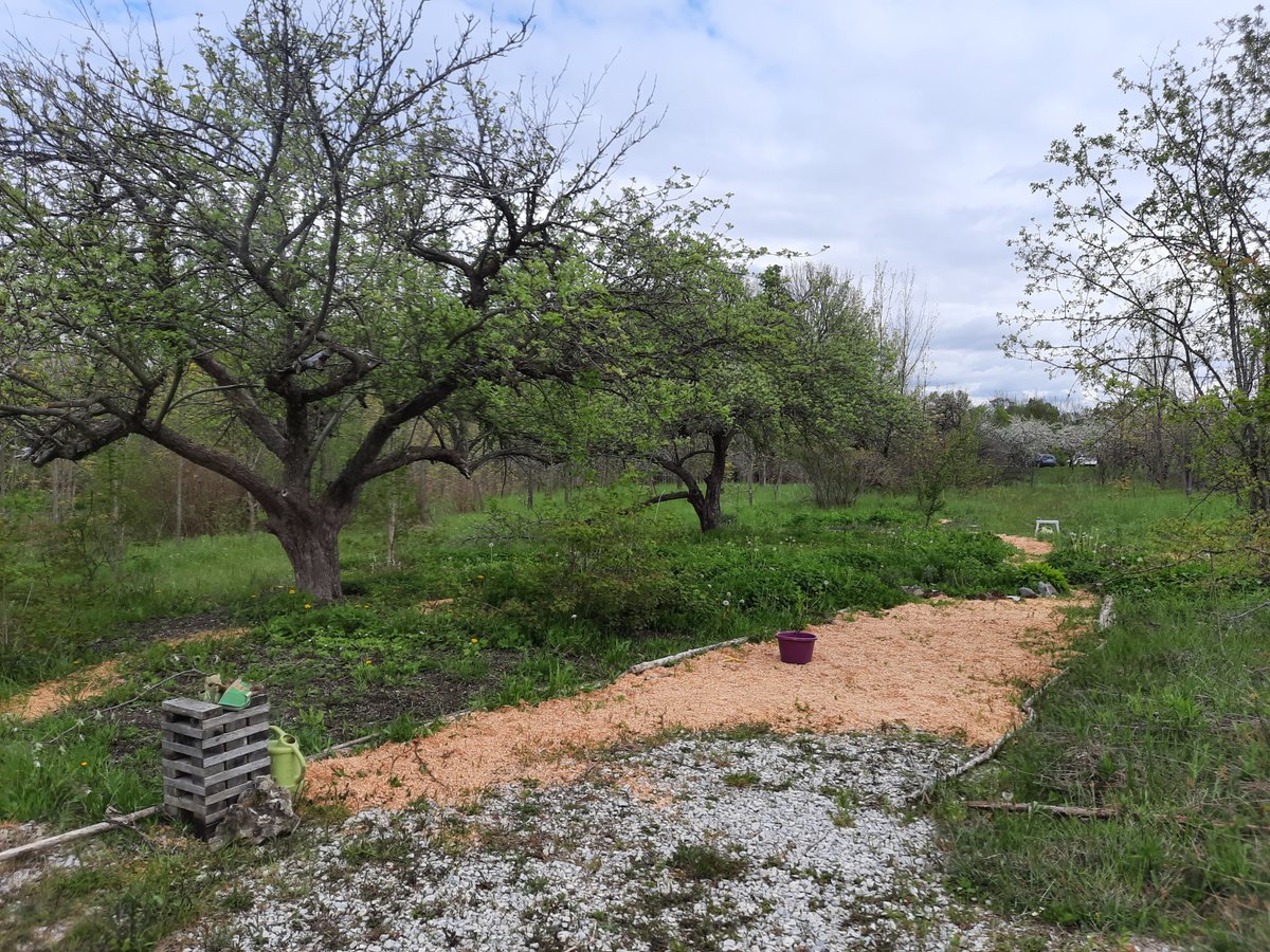 GreyAgServices's tweet image. This #ExperimentalAcres2025 project is using permaculture techniques to build biodiversity in an old apple orchard and rejuvenate the area from abandoned to productive. Stay tuned for more information on the apple guild&apos;s progress!