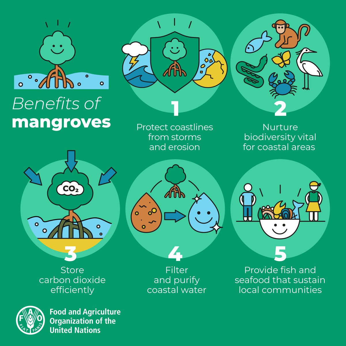 FAOGeneva's tweet image. #Mangroves provide:

🌊 coastal protection

🫧 carbon storage

🪵 wood

🦀 fish, crabs, clams

💊 medicines

... &amp;amp; are essential for the nutrition &amp;amp; food security of millions around the world.

We need to protect these vital ecosystems!

#GenerationRestoration