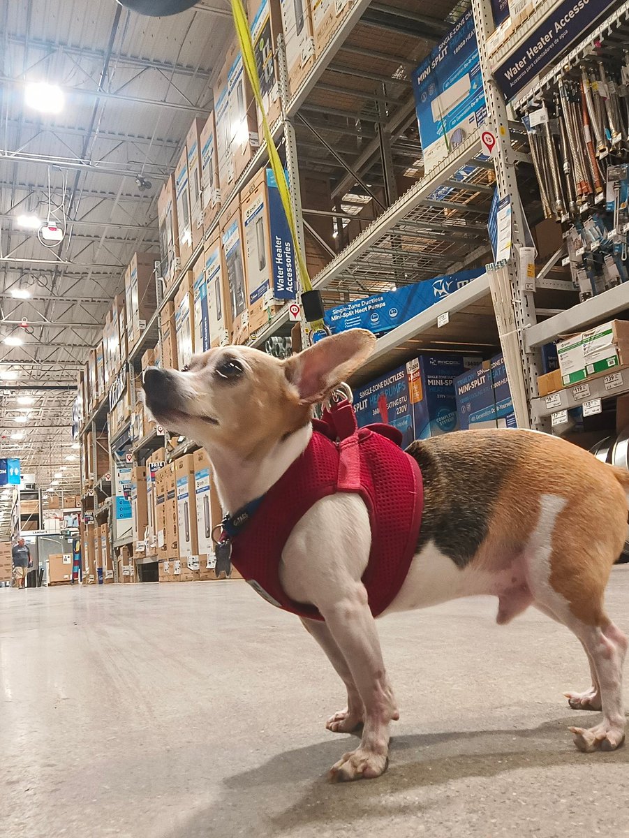HeidiTybee's tweet photo. @Lowes Thanks for letting our furry in on the hot days!

Jesse wore his red vest, just like his pals at the Hilliard store.

Any ideas on patches or Lowe's gear for dogs? I think this could be a happy venture!!! https://t.co/yV2MFubMif