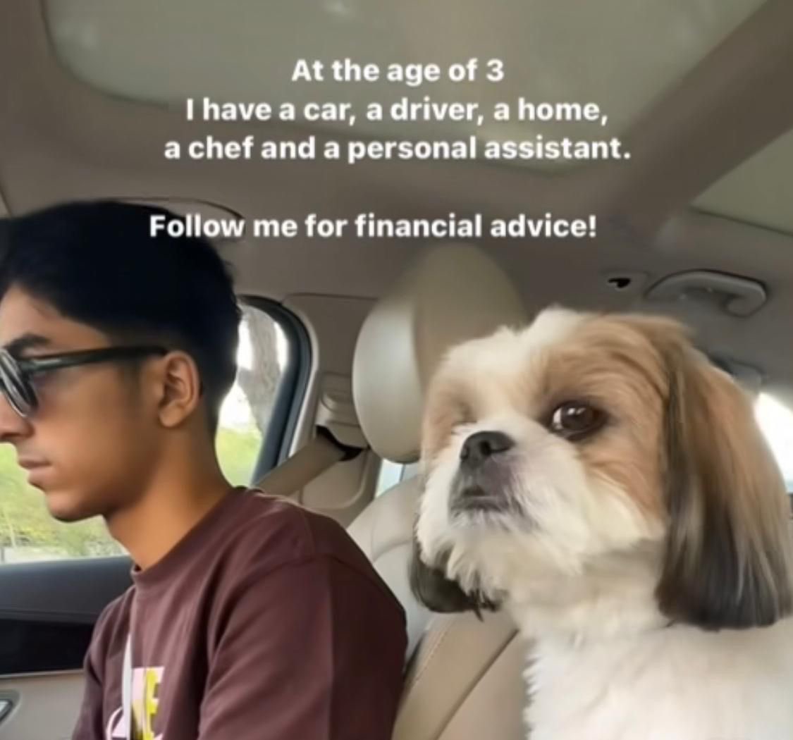 ManishTewari's tweet image. Then it is called a Dog’s Life 🤪