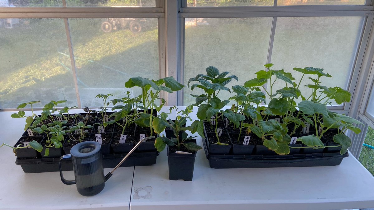 NCGardening's tweet image. The next round of #cucumbers, #zucchini, and a couple #tomatoes and #peppers are acclimating in the sunroom. Don’t try and keep old plants alive all summer. Just keep succession planting!
———