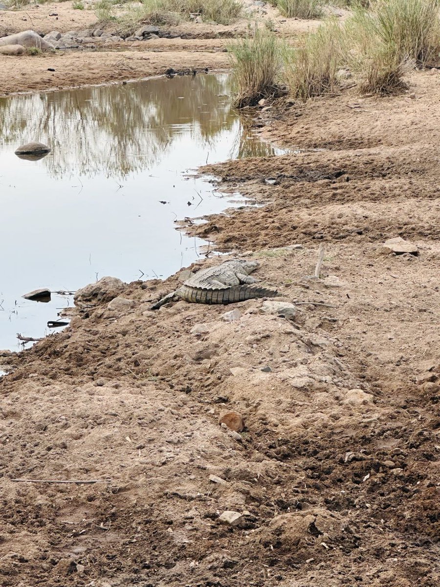 LatestKruger's tweet image. 3:51pm
1 Crocodile stationary
H4-1, 700m E of H11
Near Skukuza
5/5
Tinged by AnaSMeyer