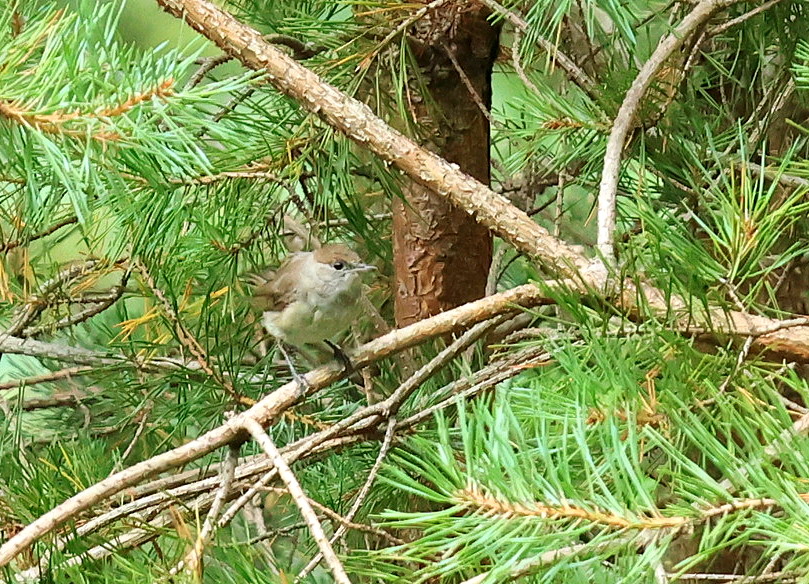 One of our favourite walks, a circular around Leith Hill. Came across a family of Blackcaps, didn't have the big lens but here's a juvenile. <a href="/SurreyBirdNews/">SurreyBirdClubNews</a>
