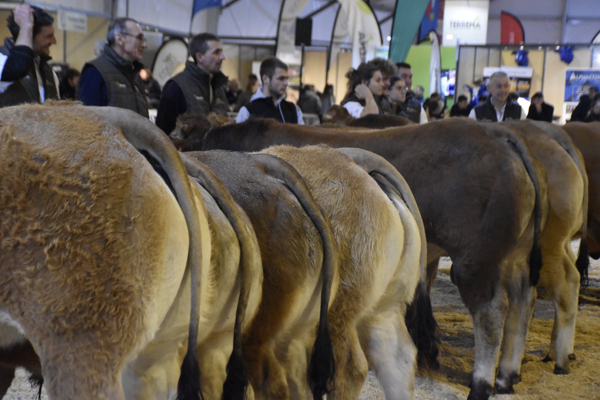 🐂 Retour sur le concours Parthenaise à #TechElevage
Une race de caractère, des animaux d’exception et des éleveurs passionnés 💪
Merci à tous ceux qui ont fait vivre ce moment fort du salon !
📸 Revivez le ring en images 👇
#Parthenaise #ConcoursÉlevage #ÉlevageFrançais