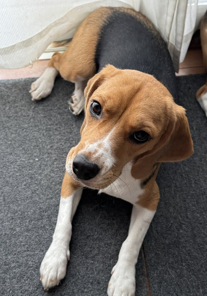 ビーグル様売約済み おぶびーぐるず (@meeBTobi42) / Posts / X