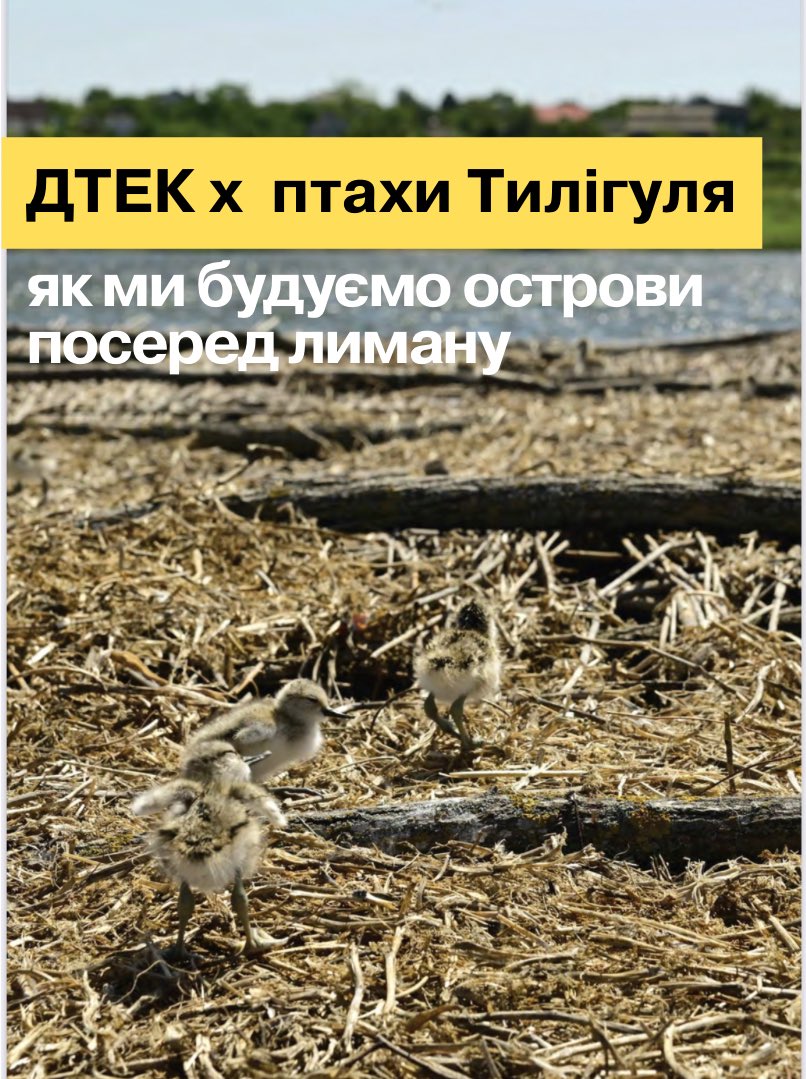 DTEK_Ukraine's tweet photo. До вас у стрічку приземлилися пташенята, яких підтримує ДТЕК Тилігульська вітроелектростанція 🐣 

Тред 🧵

На піщаних островах Тилігульського лиману гніздяться колоніальні водолюбні птахи. Понад 20 000 птахів зупиняються тут під час міграції. 

У 2021 році до нас звернулися з Тилігульського регіонального ландшафтного парку. Задача була така: вберегти біорізноманіття птахів на лимані, убезпечити їх від хижаків та змін природного середовища (наприклад, заростання водойм). Так і народився ��роєкт «Острови птахів».