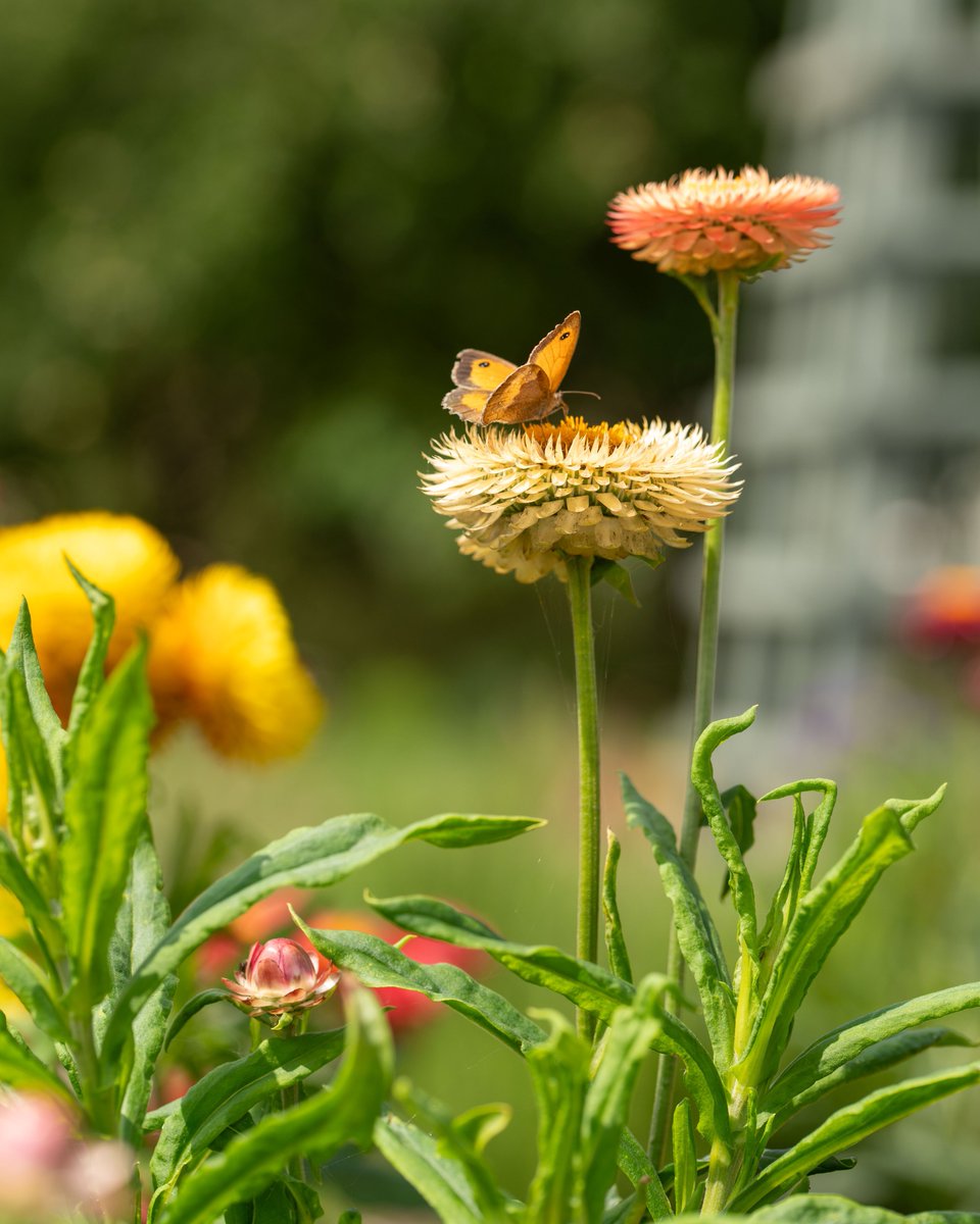This week in the walled kitchen garden at #ClumberPark 📷Tammy Herd/Steve Bradley