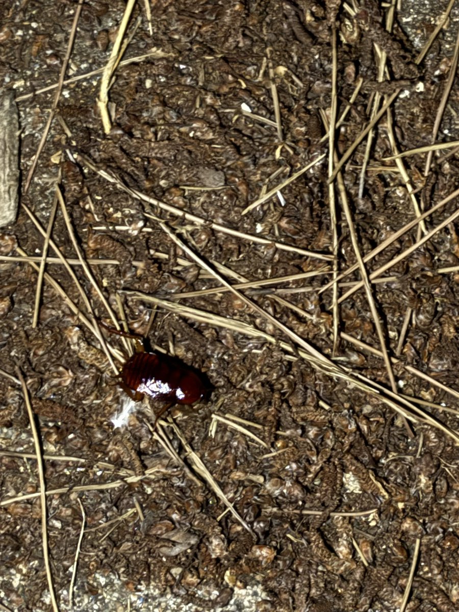 いきものつづり tweet media